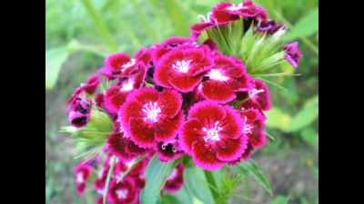 прелесть гвоздики