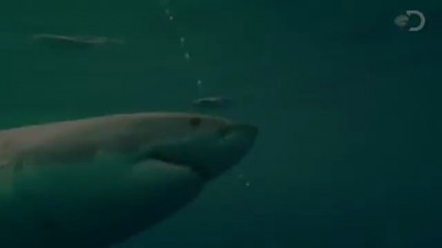 Bite of the Great White! (Shark Week remix)