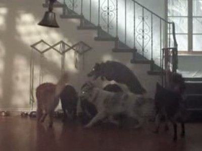 Reptar - "Houseboat Babies"