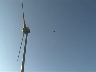 Птичку жалко