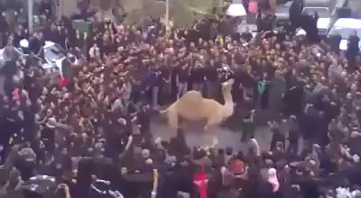 Верблюд ответил.