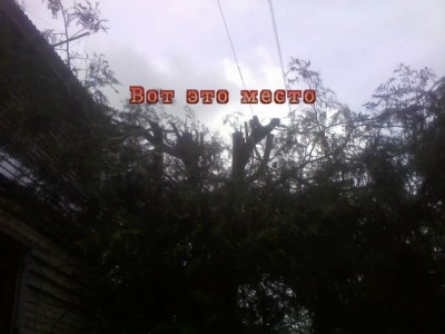 ПильщикиVsПтенчики