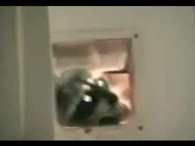 Енот ворует коврик