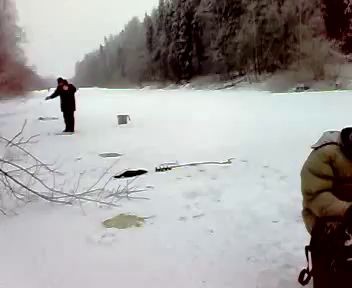 Норка попрошайка