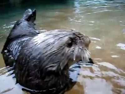 Выдра говорун