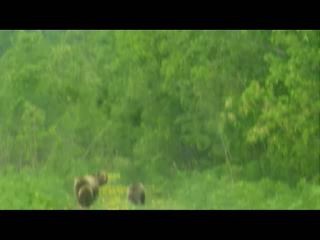 Медведи на Камчатке