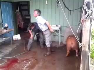 Как забить кабанчика Lucky Pig and two Dumbass