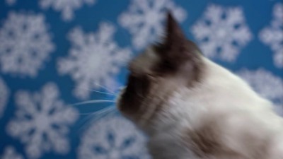 Сердитый кот