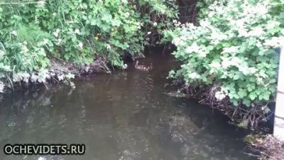 Утиный спасатель