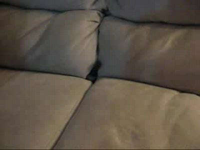 Диванный кот