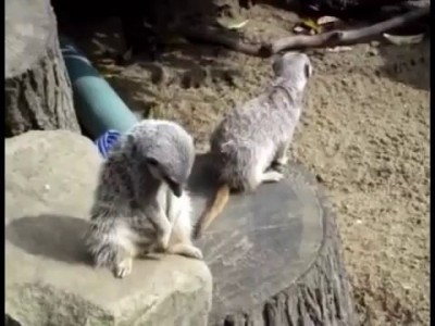 Дозорный не дремлет