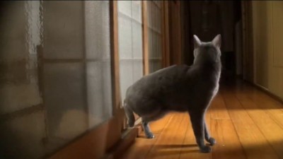 Кот - стукач