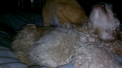 Массаж собаке от кота