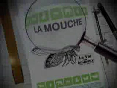 Жизнь животных