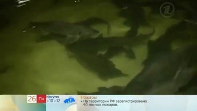 Дойка осетра