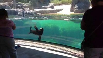 Sea Lion Worried About Little Girl