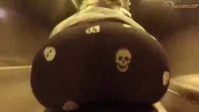 Трясогузка