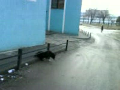 Собака застряла и ругается