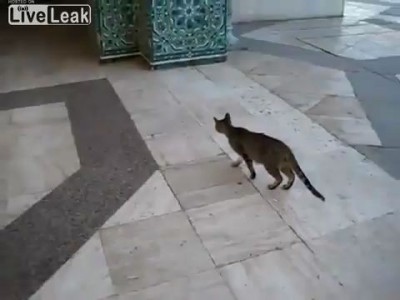 Охота удалась