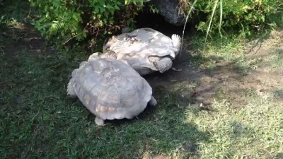 動物也是有感情的～謝謝你救了我 Turtle turning over, the smart companion has saved it