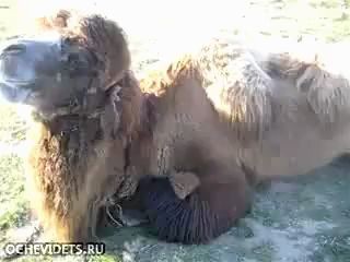 Верблюд Вася любит пиво