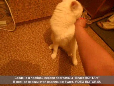Кот расчечывается
