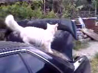 кот и багажник