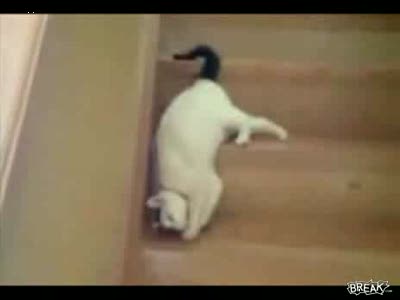 Кошка на лестнице