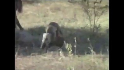 Много много диких абизян