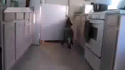 Собака которая носит пиво!)