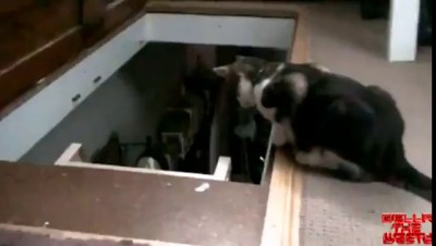 Котяра-тролль!