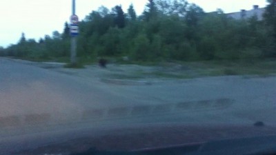 медьведь город