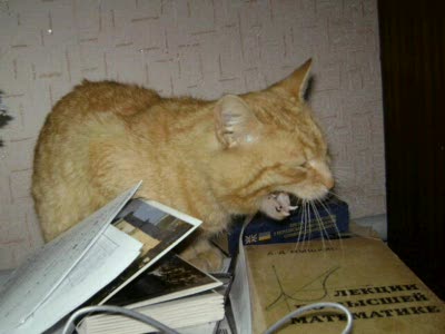 Обсаженный кот