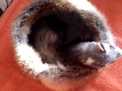 Хорька играет