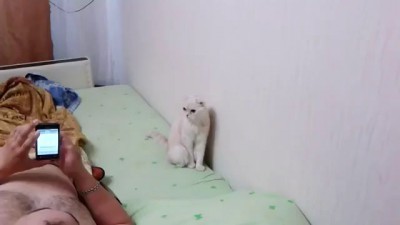 Patriotic russian cat listens to anthem standing up