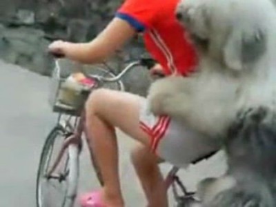 Лохматый пассажир