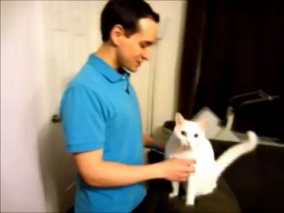 Любвеобильный кот