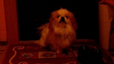 Китайский охраник дома.