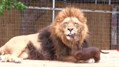 Лёва и такса