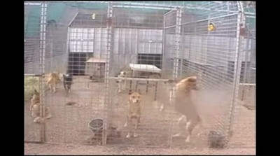 Умная собака динго .