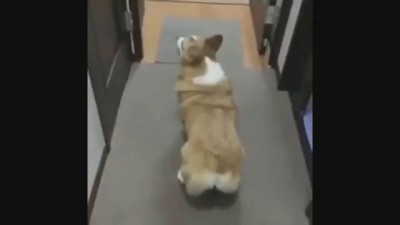 Сексуальный тверк