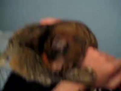 Эмоциональная кошка