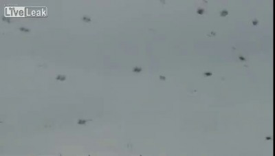 гигантские пауки