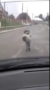 Не идет, а пишет попой по асфальту