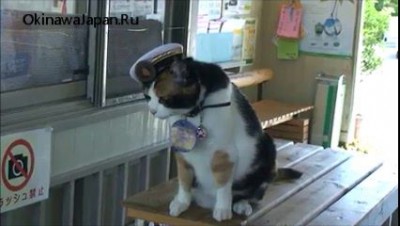 Кошара устроилась на работу. Официально