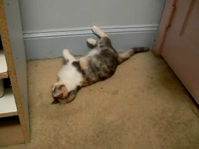 Кот ловит глюки