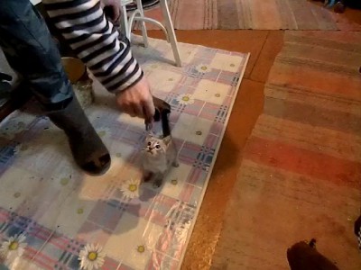 Жадный котенок