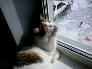 котейка хочет на улицу)