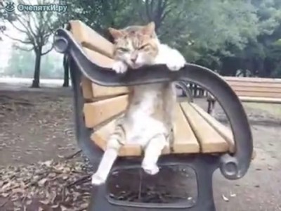 Замученный котэ