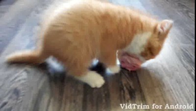 куриная голова